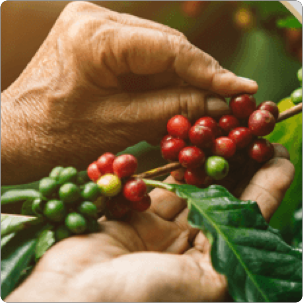 Aprovizionarea cu cafea